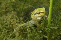 Hyla arborea