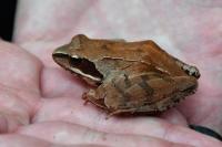 Rana dalmatina