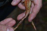 Rana dalmatina
