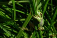 Hyla arborea
