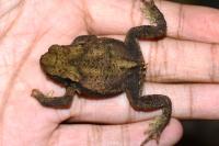 Bufo