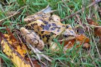 Rana temporaria