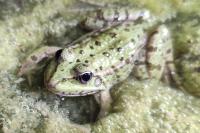 Pelophylax ridibundus