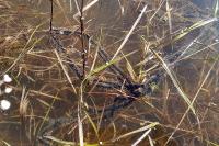 Bufo