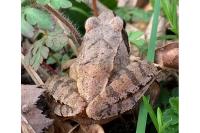 Rana dalmatina