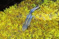 Ichthyosaura alpestris