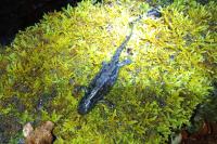 Ichthyosaura alpestris