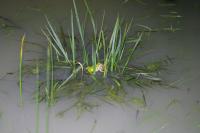 Hyla arborea