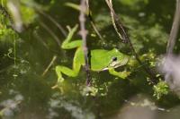Hyla arborea