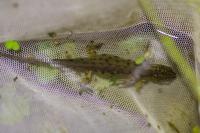 Lissotriton vulgaris
