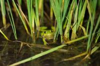 Hyla arborea