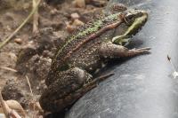 Pelophylax kl. esculentus