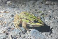 Pelophylax kl. esculentus