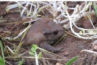 Bufo bufo
