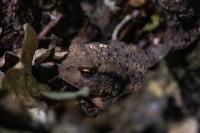 Bufo bufo