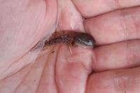 Rana temporaria