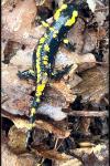 Salamandra salamandra