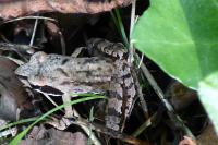 Rana dalmatina