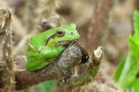 Hyla arborea