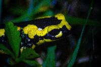 Salamandre tachetée 