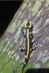 Salamandra salamandra