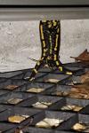 Salamandra salamandra