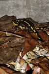 Salamandra salamandra