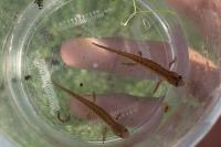 Lissotriton vulgaris