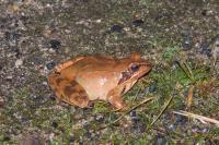 Rana dalmatina