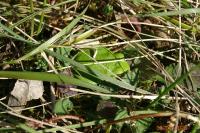 Hyla arborea