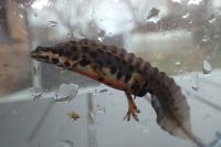 Lissotriton vulgaris