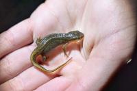 Lissotriton helveticus