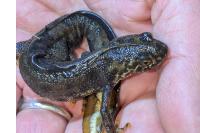 Triturus cristatus