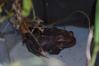 Bufo