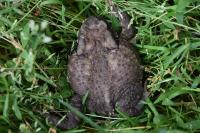 Bufo