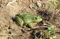 Pelophylax ridibundus