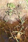Pelophylax ridibundus