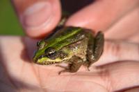 Pelophylax