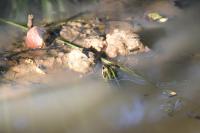 Pelophylax