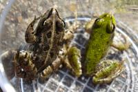 Pelophylax