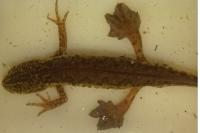 Lissotriton helveticus