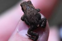 Bufo