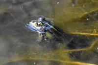 Pelophylax