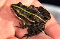 Pelophylax