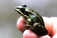Pelophylax