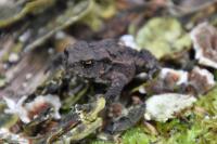 Bufo