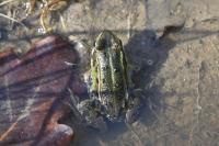 Pelophylax