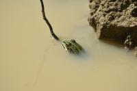Pelophylax