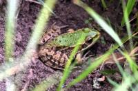 Pelophylax