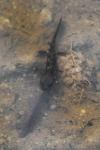 Salamandra salamandra